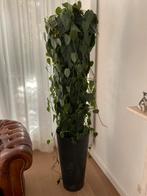 Epipremnum Aureum(?) kamerplant in overpot, Ophalen