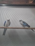 Mooi koppel blauwe rosella's, Dieren en Toebehoren, Meerdere dieren, Parkiet, Geringd