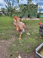 Te koop goed bevleesde hanen, Dieren en Toebehoren, Pluimvee, Mannelijk, Kip