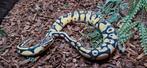 Python regius koppel, Dieren en Toebehoren, Reptielen en Amfibieën, Slang, 0 tot 2 jaar