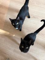 Lieve zwarte katerbroertjes 1 jaar zoeken tuin en warm thuis, Dieren en Toebehoren, Katten en Kittens | Overige Katten, Kater