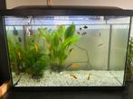 Aquarium 60 x 30 x 40, Dieren en Toebehoren, Vissen | Aquaria en Toebehoren, Ophalen, Leeg aquarium