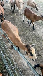 Kameroen Ooi met 2 lammeren te Koop, Dieren en Toebehoren, Schapen, Geiten en Varkens, Meerdere dieren, Schaap