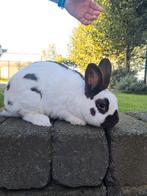 Lotharingers te koop, Dieren en Toebehoren, Konijnen, Meerdere dieren, Groot