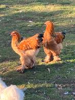 Brahma buff zwart, Dieren en Toebehoren, Pluimvee, Mannelijk, Kip