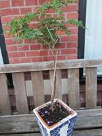 boom,  Robinia pseudoacacia, Tuin en Terras, Planten | Bomen, In pot, Minder dan 100 cm, Zomer, Volle zon