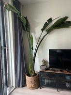 Large 2,5m strelitzia plant in Basket, Ophalen, Overige soorten, Halfschaduw, In pot
