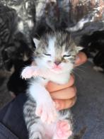 kittens zoeken een goud mandje, Meerdere dieren