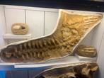 Mosasaurus wervels en peddel, Verzamelen, Ophalen of Verzenden, Fossiel