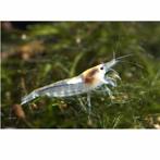 5 stuks Neocaridina White Pearl voor 5 EUR, Kreeft, Krab of Garnaal