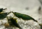 Green jade garnalen | Neocaridina shrimps groen, Kreeft, Krab of Garnaal, Zoetwatervis