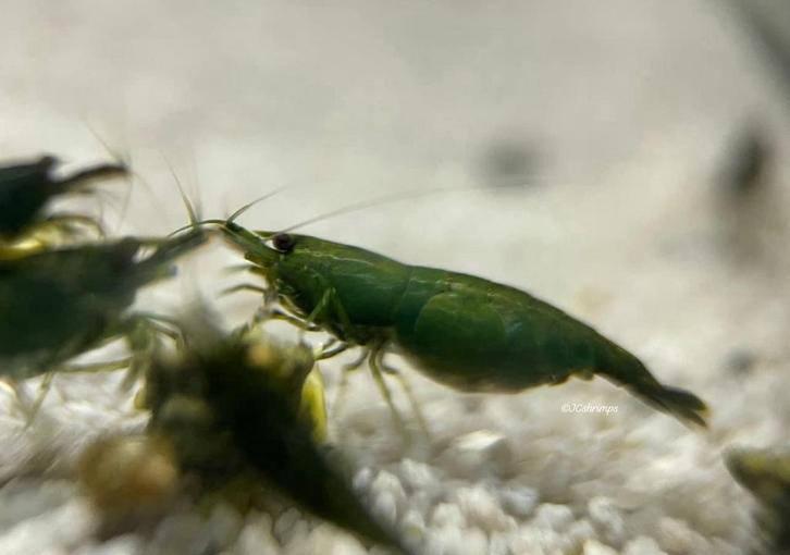 Green jade garnalen | Neocaridina shrimps groen, Dieren en Toebehoren, Vissen | Aquariumvissen, Zoetwatervis, Kreeft, Krab of Garnaal