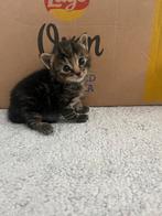 Kittens, Dieren en Toebehoren, Meerdere dieren, Kortharig, 0 tot 2 jaar
