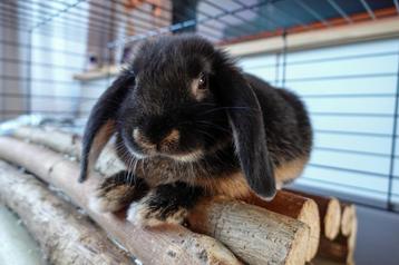 2 handtame hangoor konijnen +/- 6 maanden oud beschikbaar voor biedingen
