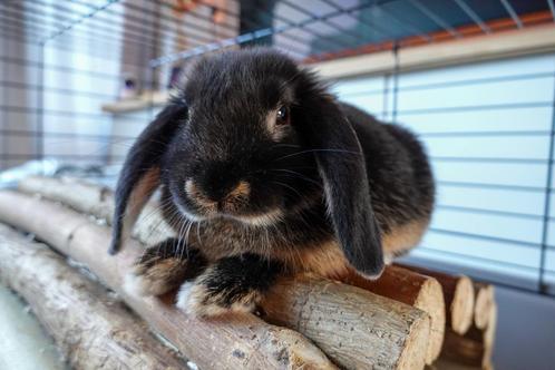 2 handtame hangoor konijnen +/- 6 maanden oud, Dieren en Toebehoren, Knaagdieren en Konijnen | Hokken en Kooien, Zo goed als nieuw