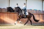 Instructie dressuur / springen, Diensten en Vakmensen, Dieren | Paarden | Verzorging, Oppas en Les, Paardrijles of Ponykampen