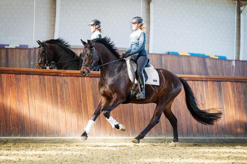 Instructie dressuur / springen, Diensten en Vakmensen, Dieren | Paarden | Verzorging, Oppas en Les, Paardrijles of Ponykampen