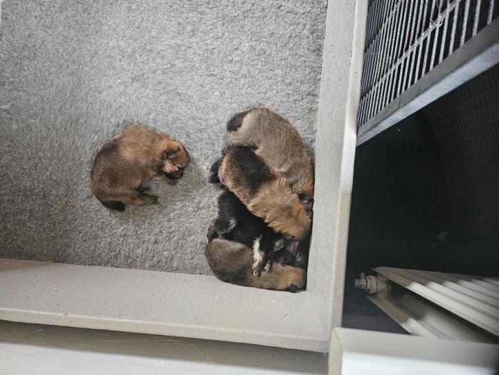 Pomeriaan  pups, Dieren en Toebehoren, Honden | Poolhonden, Keeshonden en Oertypen, Meerdere dieren, Keeshond, Particulier, Meerdere