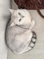Super lieve silver tabby britse korthaar, Kater