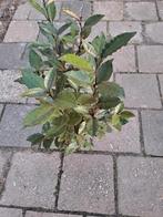 eleagnus ebbingei compacta, Ophalen of Verzenden, Overige soorten, Volle zon