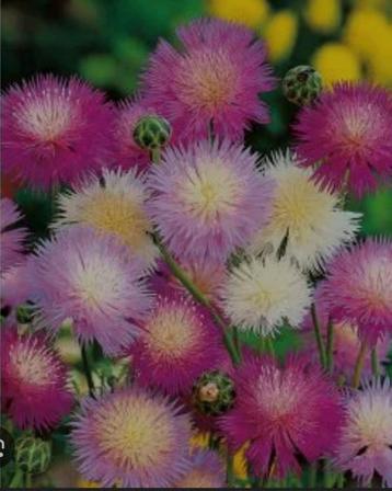 BIO zaden van keizerkorenbloem uit eigen moestuin beschikbaar voor biedingen