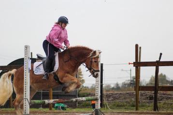 Verzorg pony aangeboden beschikbaar voor biedingen