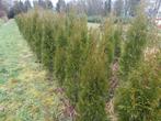 Te koop,mooi thuja smaragd., Ophalen, Conifeer, 100 tot 250 cm