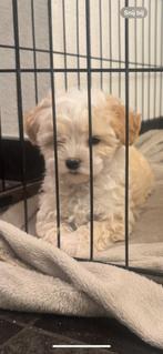 Maltipoo pups puppies🐶 nog 1 beschikbaar, Poedel, Reu, Meerdere, Nederland