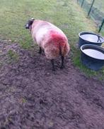 Texelaar ooi en texelaar bok / lammeren schapen swifter lam, Dieren en Toebehoren, Meerdere dieren, Schaap, 3 tot 5 jaar
