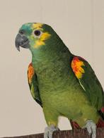 Blauwvoothoofd amazone man, Dieren en Toebehoren, Vogels | Parkieten en Papegaaien, Mannelijk, Papegaai