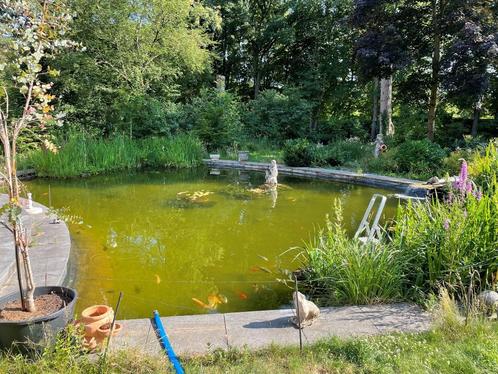 Gezocht gratis vissen voor in vijver, Dieren en Toebehoren, Vissen | Vijvervissen, Overige soorten