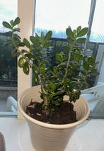Crassula ovata - jadeplant - geldboom, Huis en Inrichting, Ophalen, Overige soorten, Minder dan 100 cm