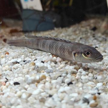 Lamprologus tigripictillis beschikbaar voor biedingen