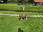 Ongehoornde toggenburg bokken, Dieren en Toebehoren, Schapen, Geiten en Varkens, Mannelijk, Schaap