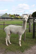 Alpaca hengst wit, Dieren en Toebehoren, Overige Dieren, Juni, Mannelijk
