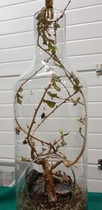 -	Plant in glazen fles, Ophalen of Verzenden, 'T Olde Gre-j, Info@toldegrej.nl, Endepoelstraat 20f Didam