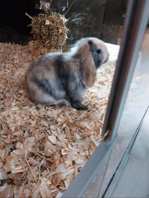 Hele leuke hangoor rammetjes, Dieren en Toebehoren, Konijnen, Dwerg, Meerdere dieren, 0 tot 2 jaar, Hangoor