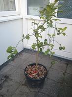 Citrus hystrix Kaffir limoen boom Djeroek Poeroet, Ophalen, Lente, Volle zon, In pot