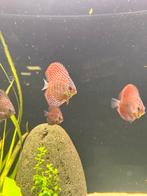 Red Alenquer discus vissen, Vis, Zoetwatervis