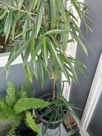 Ficus Ali, Ophalen, Ficus, In pot, Minder dan 100 cm
