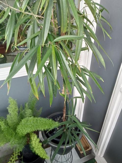 Ficus Ali, Huis en Inrichting, Kamerplanten, Ficus, Minder dan 100 cm, In pot, Ophalen