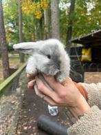 Rasechte Franse Hangoren, Dieren en Toebehoren, Konijnen, Meerdere dieren, Groot, 0 tot 2 jaar