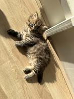 Lieve Britse/Perzische langhaar kitten, Dieren en Toebehoren, Katten en Kittens | Raskatten | Langhaar, Poes, Ontwormd, 0 tot 2 jaar