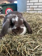 NHD choco bonte rammetje, Dieren en Toebehoren, Konijnen, Mannelijk, Dwerg, Hangoor, 0 tot 2 jaar