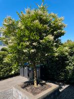 Boom | Japanse Liguster, Tuin en Terras, Planten | Bomen, Ophalen, Bloeit niet, Volledige schaduw, 100 tot 250 cm