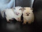Wij hebben een mooi nestje 5 ragdoll kittens, Dieren en Toebehoren, Katten en Kittens | Raskatten | Korthaar, Meerdere dieren