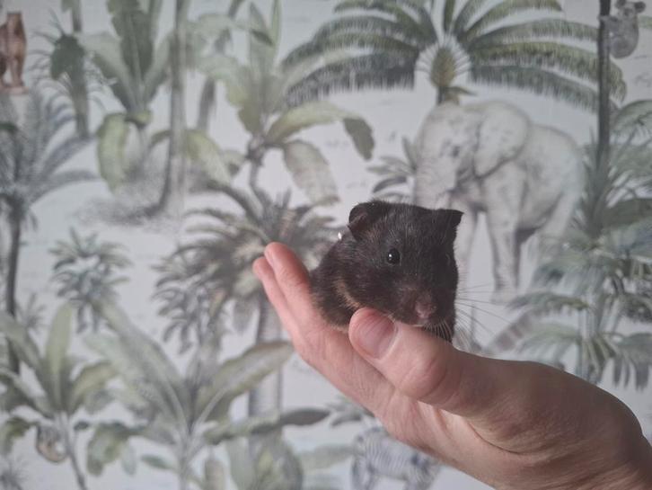 Syrische hamster, Dieren en Toebehoren, Knaagdieren, Vrouwelijk, Maart