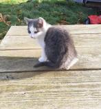 Mooie boerderij kittens, Dieren en Toebehoren, Katten en Kittens | Overige Katten, Meerdere dieren, Kortharig, 0 tot 2 jaar