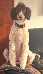 Middenslag, Harlekijn Poedelpups verwacht!, Dieren en Toebehoren, Poedel, Meerdere, Meerdere dieren, Nederland