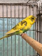 Grasparkieten, Dieren en Toebehoren, Vogels | Parkieten en Papegaaien, Meerdere dieren, Parkiet